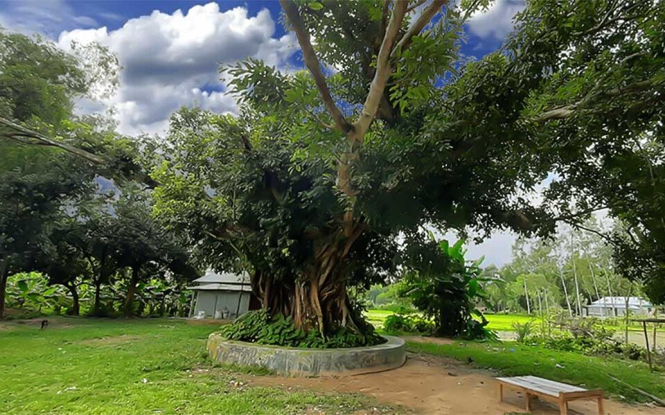 Achin Tree Kurigram 1 - STP Blog